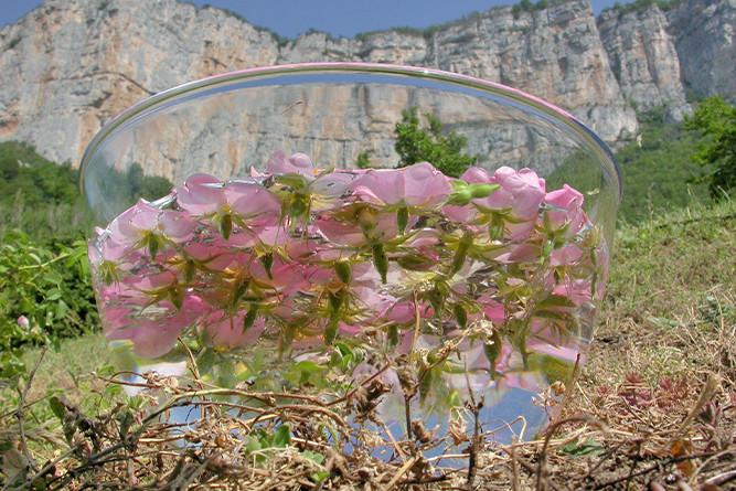 La florithérapie avec Deva